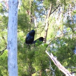 Corvus mellori at Macarthur, VIC - 26 Oct 2024