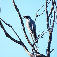 Coracina novaehollandiae (Black-faced Cuckooshrike) at Macarthur, VIC - 25 Oct 2024 by MB