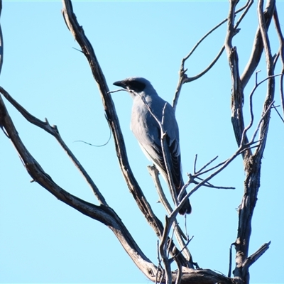 Coracina novaehollandiae (Black-faced Cuckooshrike) at Macarthur, VIC - 25 Oct 2024 by MB