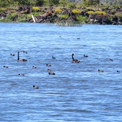 Cygnus atratus (Black Swan) at Breakaway Creek, VIC - 25 Oct 2024 by MB