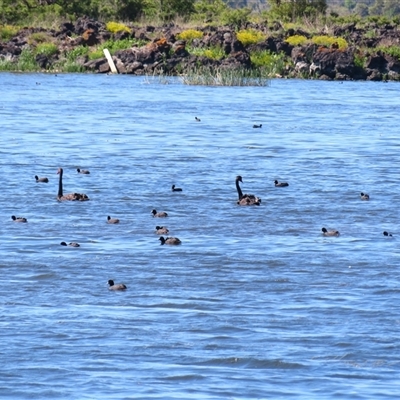 Cygnus atratus (Black Swan) at Breakaway Creek, VIC - 25 Oct 2024 by MB