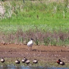 Threskiornis molucca (Australian White Ibis) at Breakaway Creek, VIC - 25 Oct 2024 by MB