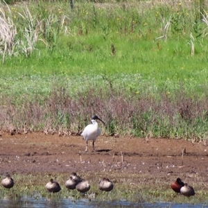 Threskiornis molucca at Breakaway Creek, VIC - 26 Oct 2024