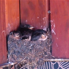 Hirundo neoxena (Welcome Swallow) at Homerton, VIC - 26 Oct 2024 by MB