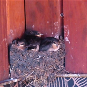 Hirundo neoxena at Homerton, VIC - 26 Oct 2024 12:03 PM