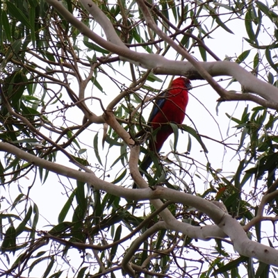 Platycercus elegans (Crimson Rosella) at Macarthur, VIC - 26 Oct 2024 by MB