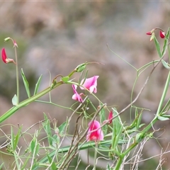 Lathyrus sp. at Macarthur, VIC - 26 Oct 2024 by MB