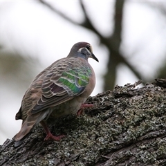 Phaps chalcoptera (Common Bronzewing) at Macarthur, VIC - 26 Oct 2024 by MB