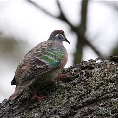 Phaps chalcoptera (Common Bronzewing) at Macarthur, VIC - 26 Oct 2024 by MB