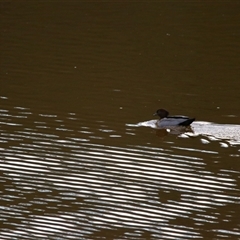 Chenonetta jubata (Australian Wood Duck) at Macarthur, VIC - 27 Oct 2024 by MB