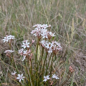 Burchardia umbellata at Dunlop, ACT - 7 Nov 2024