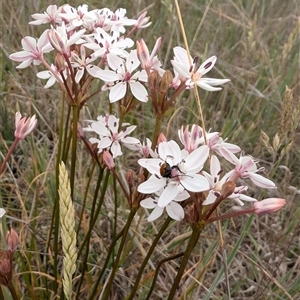 Burchardia umbellata at Dunlop, ACT - 7 Nov 2024