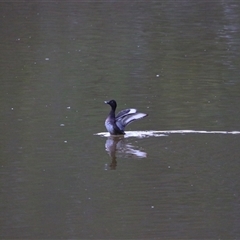 Aythya australis (Hardhead) at Macarthur, VIC - 27 Oct 2024 by MB