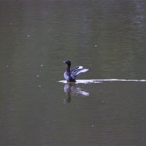 Aythya australis at Macarthur, VIC - 27 Oct 2024 07:22 AM