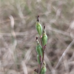 Thelymitra sp. (A Sun Orchid) at Dunlop, ACT - 7 Nov 2024 by Wildlifewarrior80