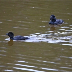 Biziura lobata (Musk Duck) at Macarthur, VIC - 27 Oct 2024 by MB