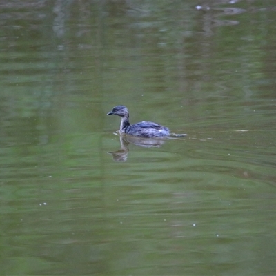 Poliocephalus poliocephalus (Hoary-headed Grebe) at Macarthur, VIC - 26 Oct 2024 by MB