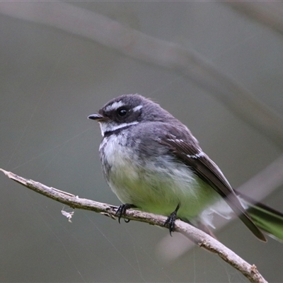 Rhipidura albiscapa (Grey Fantail) at Macarthur, VIC - 26 Oct 2024 by MB