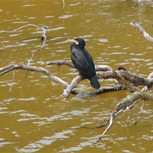 Phalacrocorax carbo at Macarthur, VIC - 26 Oct 2024