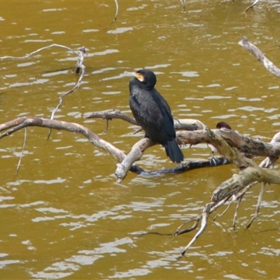 Phalacrocorax carbo (Great Cormorant) at Macarthur, VIC - 26 Oct 2024 by MB