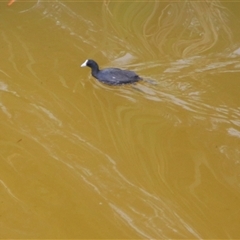 Fulica atra (Eurasian Coot) at Macarthur, VIC - 26 Oct 2024 by MB