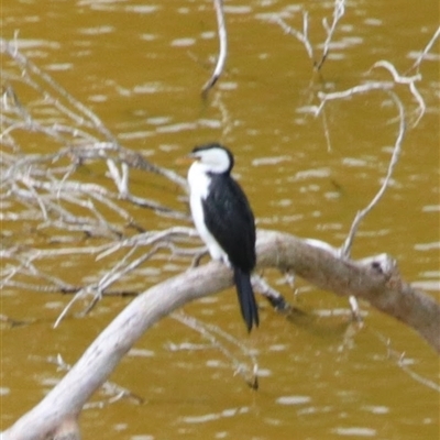 Microcarbo melanoleucos (Little Pied Cormorant) at Macarthur, VIC - 26 Oct 2024 by MB