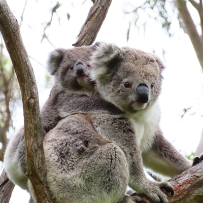 Phascolarctos cinereus (Koala) at Macarthur, VIC - 26 Oct 2024 by MB