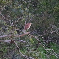 Nycticorax caledonicus (Nankeen Night-Heron) at Macarthur, VIC - 26 Oct 2024 by MB