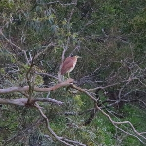 Nycticorax caledonicus at Macarthur, VIC - 27 Oct 2024