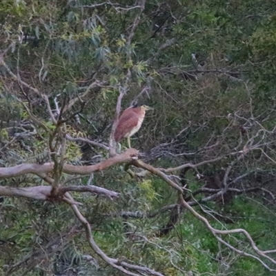 Nycticorax caledonicus (Nankeen Night-Heron) at Macarthur, VIC - 27 Oct 2024 by MB