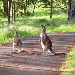 Macropus giganteus at Macarthur, VIC - 26 Oct 2024 by MB