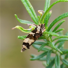 Epitymbia cosmota (A Tortricid moth) at Tharwa, ACT - 6 Nov 2024 by DPRees125