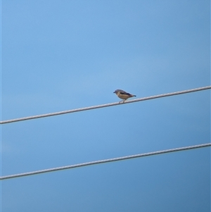 Pardalotus punctatus at North Albury, NSW - suppressed