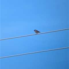 Pardalotus punctatus at North Albury, NSW - suppressed