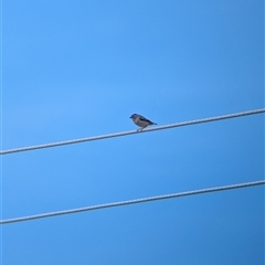 Pardalotus punctatus at North Albury, NSW - suppressed