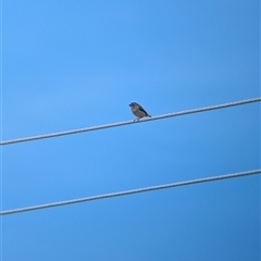 Pardalotus punctatus at North Albury, NSW - suppressed