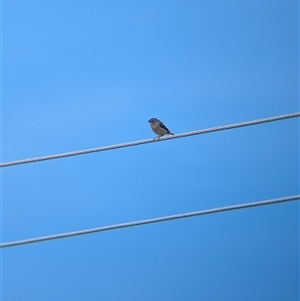 Pardalotus punctatus at North Albury, NSW - suppressed