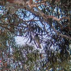 Coracina novaehollandiae (Black-faced Cuckooshrike) at North Albury, NSW - 6 Nov 2024 by Darcy