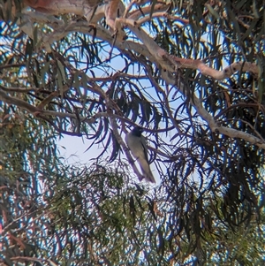 Coracina novaehollandiae (Black-faced Cuckooshrike) at North Albury, NSW by Darcy