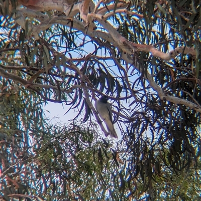 Coracina novaehollandiae (Black-faced Cuckooshrike) at North Albury, NSW - 7 Nov 2024 by Darcy