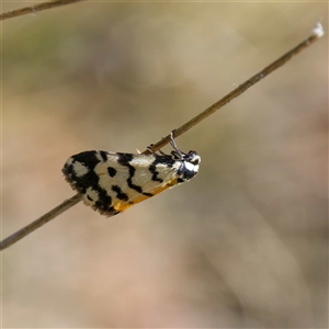 Thallarcha jocularis at Cotter River, ACT - 6 Nov 2024