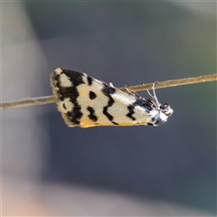 Thallarcha jocularis at Cotter River, ACT - 6 Nov 2024