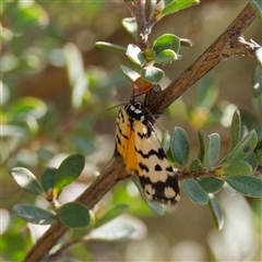 Thallarcha jocularis at Cotter River, ACT - 6 Nov 2024 03:42 PM