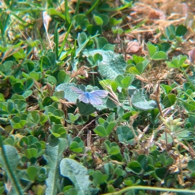 Zizina otis (Common Grass-Blue) at North Albury, NSW - 7 Nov 2024 by Darcy