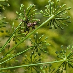 Salsa fuliginata at North Albury, NSW - 7 Nov 2024 by Darcy