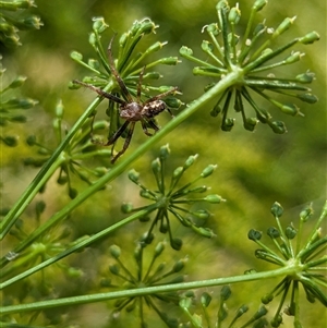 Salsa fuliginata at North Albury, NSW by Darcy