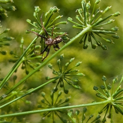 Salsa fuliginata at North Albury, NSW - 7 Nov 2024 by Darcy