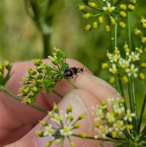 Dicranolaius bellulus at North Albury, NSW - suppressed