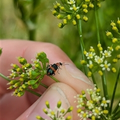 Dicranolaius bellulus at North Albury, NSW - suppressed