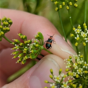 Dicranolaius bellulus at North Albury, NSW - suppressed